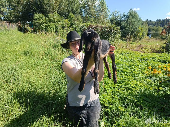 Англо нубийский козлик