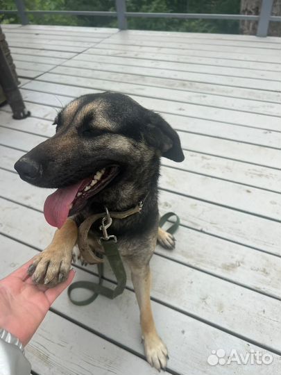 Собака в добрые руки