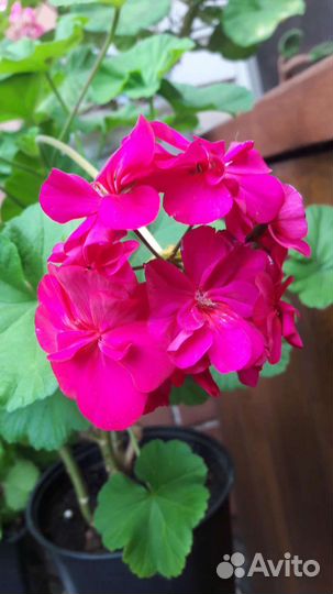 Пеларгонии