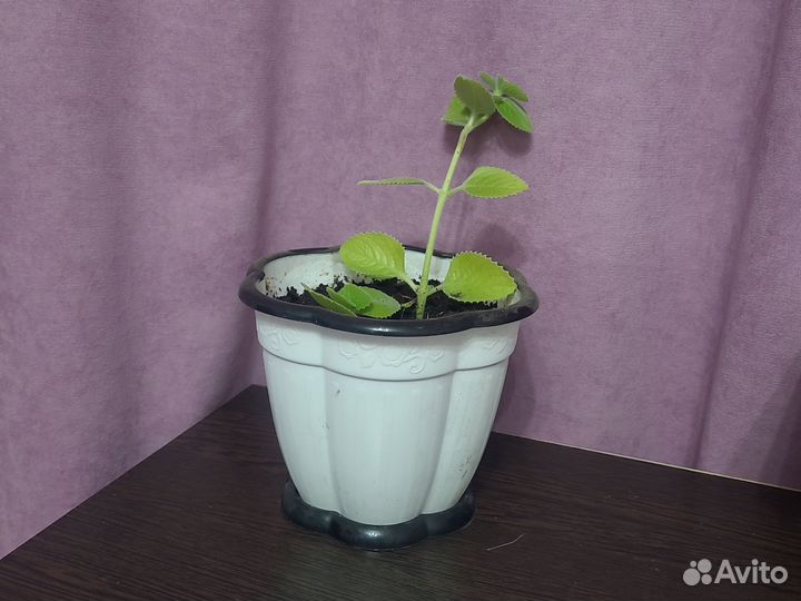 Цветок мята декоративная цветы комнатные