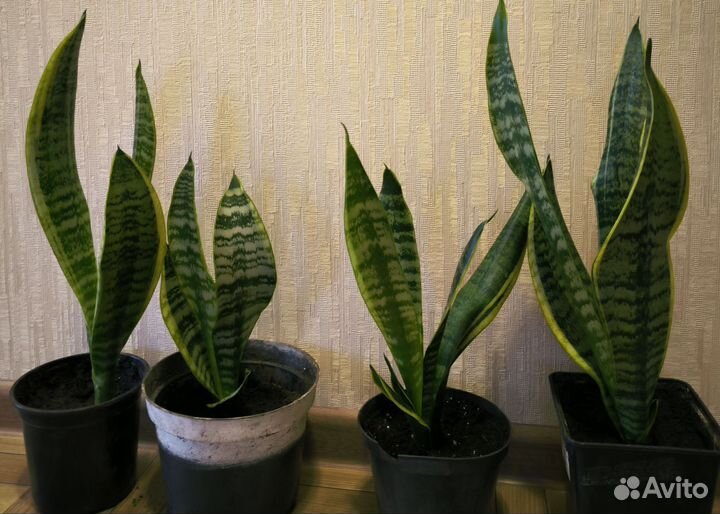 Сансиеверия (щучий хвост/тёщин язык)