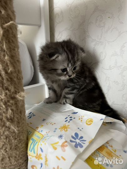 Шотландские котята