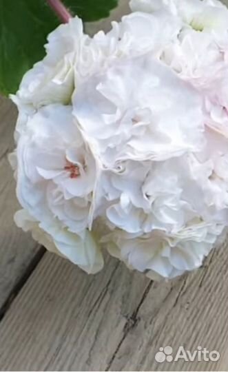 Пеларгония герань сортовая