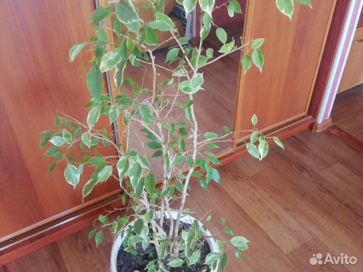 Фикус бенджамина