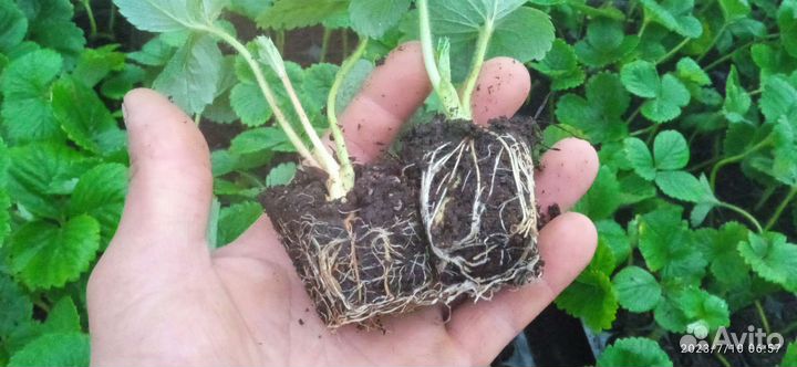 Рассада клубники