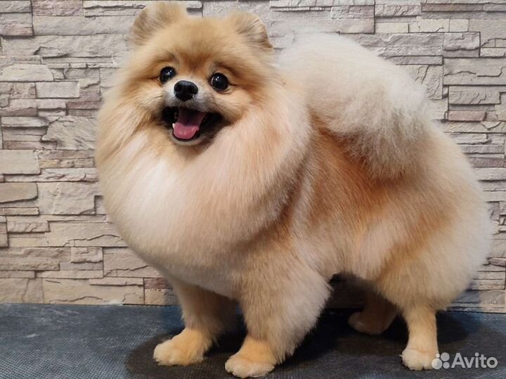 Стрижка собак, экспресс-линька