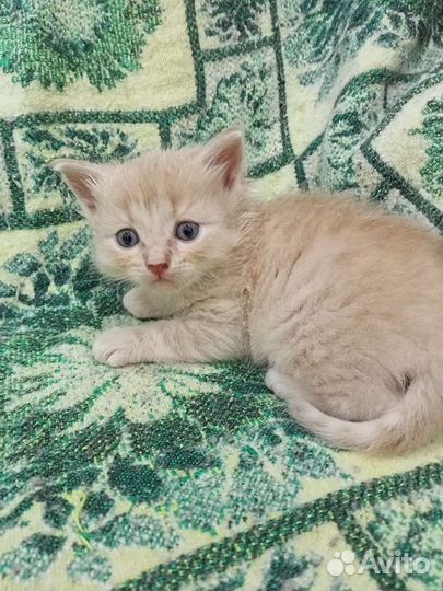 Рыжие малыши