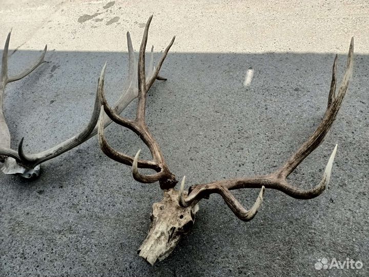 Рога оленя