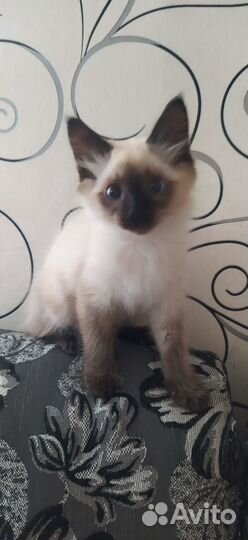 Котик