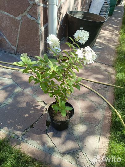 Гортензия метельчатая