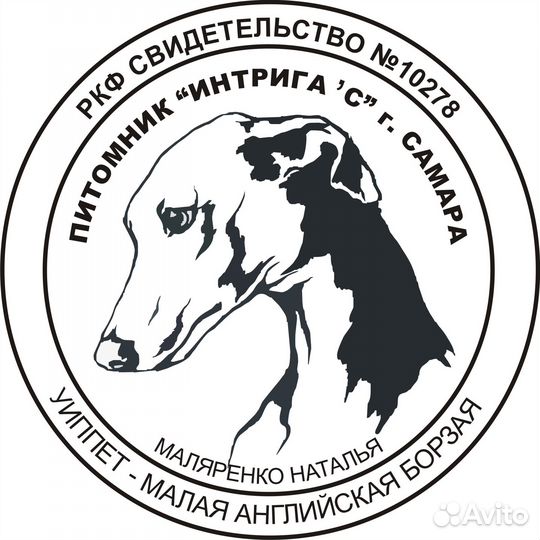 Питомник уиппетов 