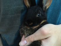 Крольчата породы Рекс