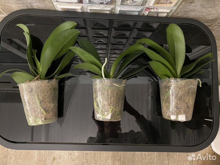 Орхидея фаленопсис бабочка Pink Sunset Girl