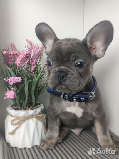 Французский бульдог голубой