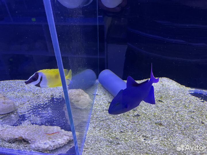 Морские рыбки и все для содержания