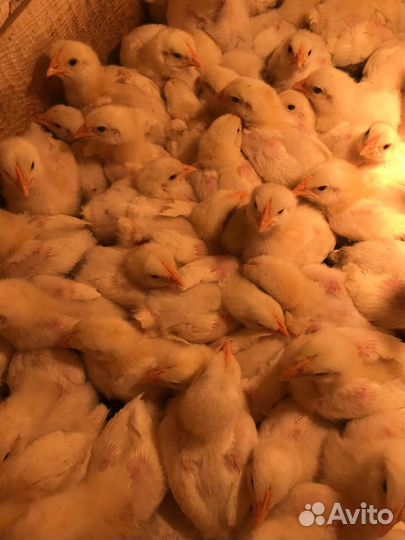 Птица бройлеров