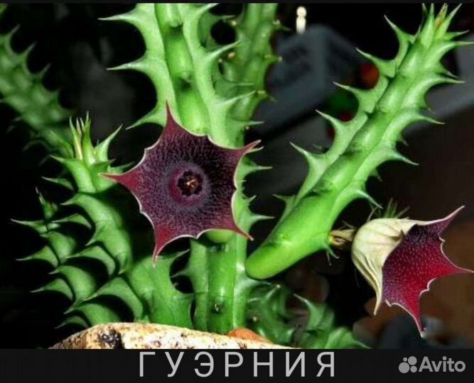 Комнатные растения. Черенки и рассада