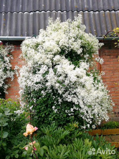 Клематис белый в наличии