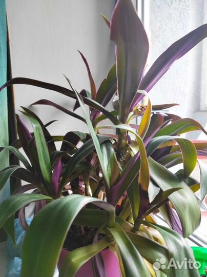 Комнатные цветы. Рео