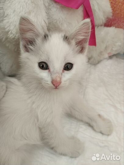 Кошка в дар