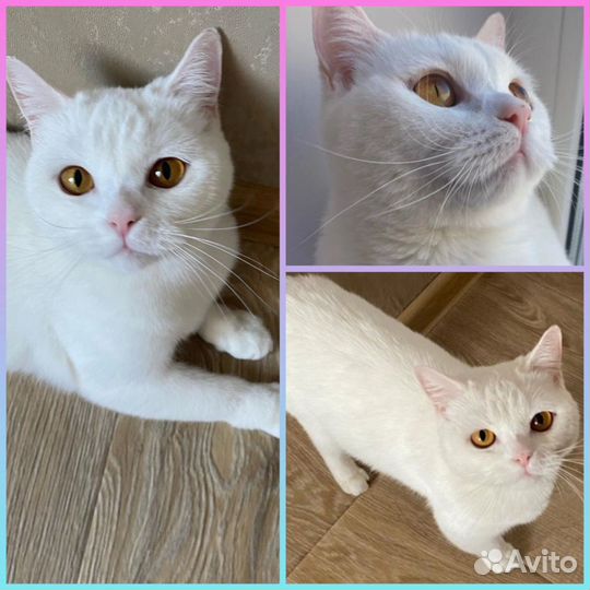Кошка белая