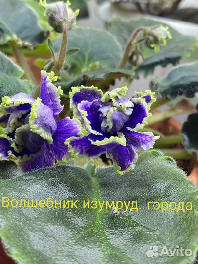 Фиалки в наличии