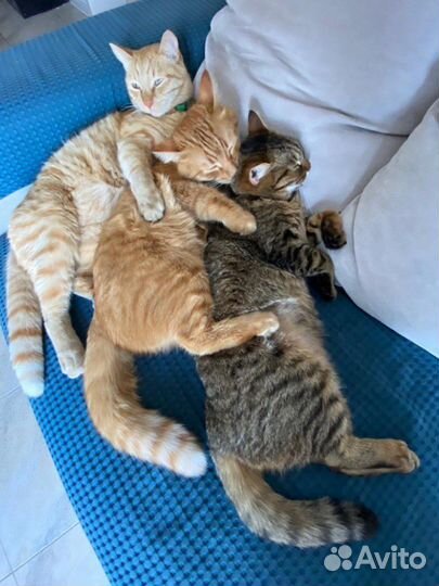 Передержка кошек на время отпуска