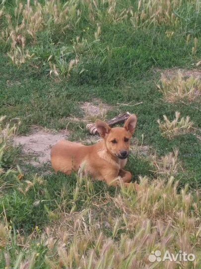 Отдам в добрые руки