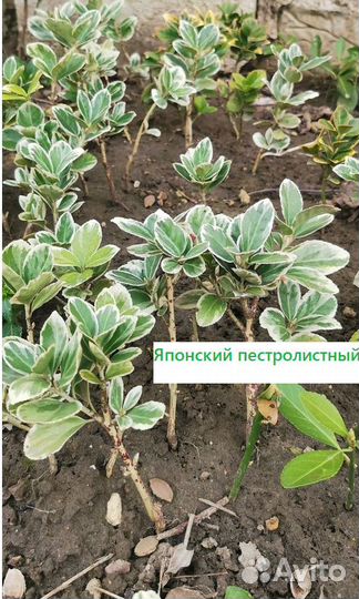 Бересклет (декоративный кустарник,живая изгородь)