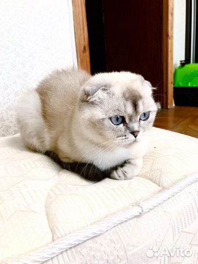 Ищем жениха