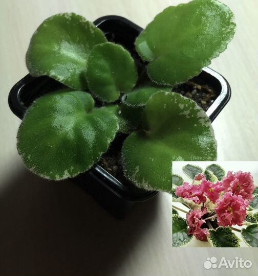 Фиалка (детка) К.М. - Шикарный мак