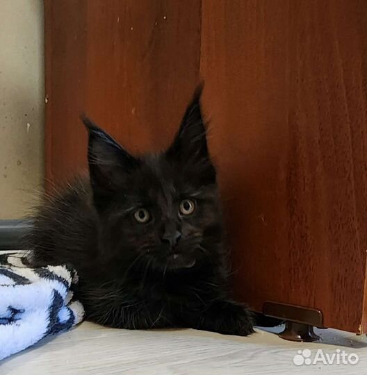 Котята мейн-кун