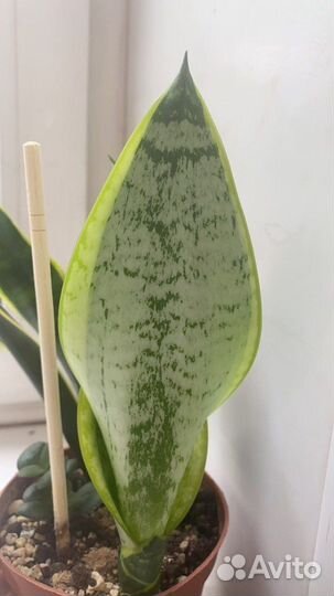 Сансевиерия