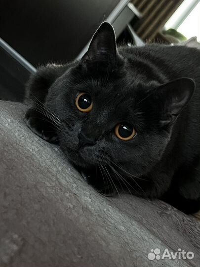 Британская