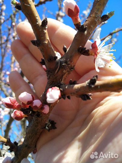 Саженцы краснощекого абрикоса