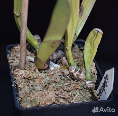 Орхидея сортовая каттлея