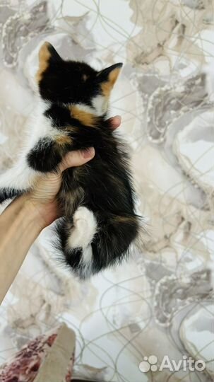 Отдам бесплатно котенка