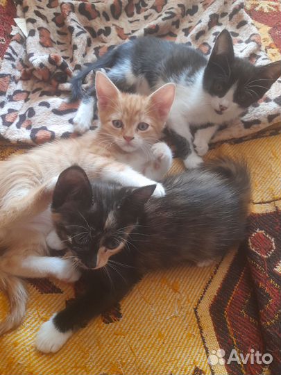 Котята в добрые руки