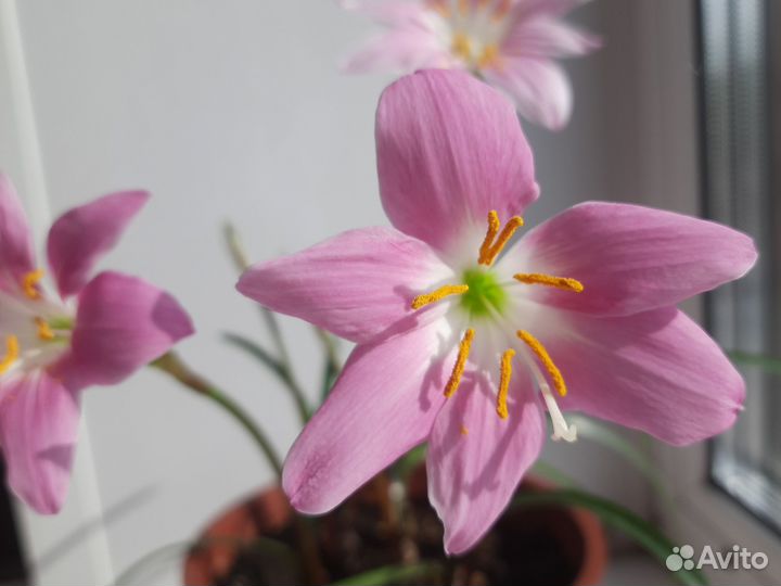 Зефирантес розовый, выскочка