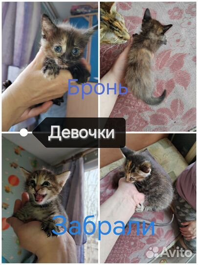 Котята в добрые руки