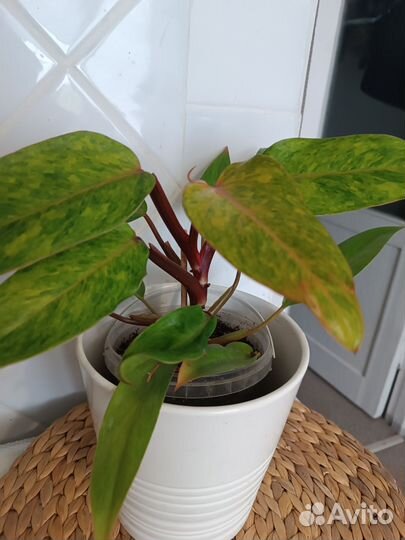 Комнатные цветы