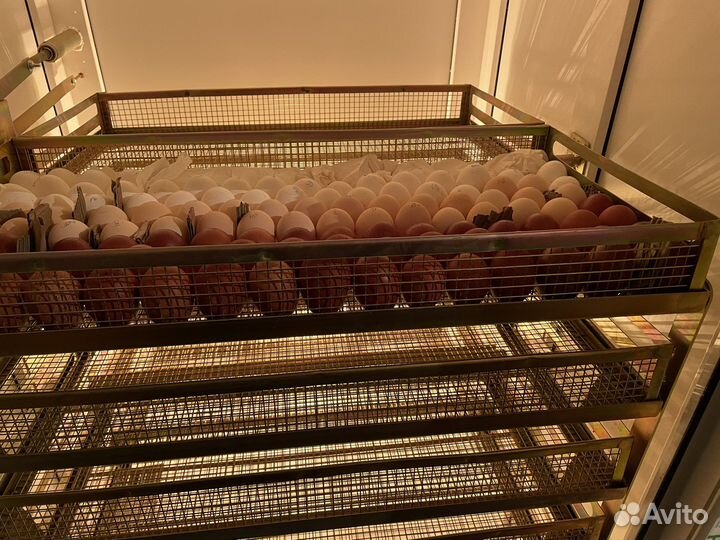 Инкубатор Витязь-14