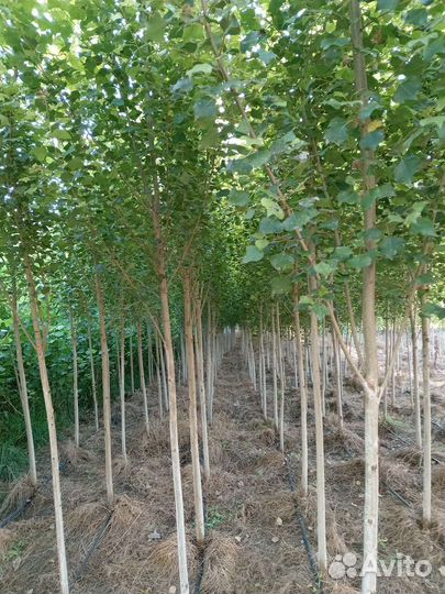 Тополь китайский тополь берлинский пирамидальный