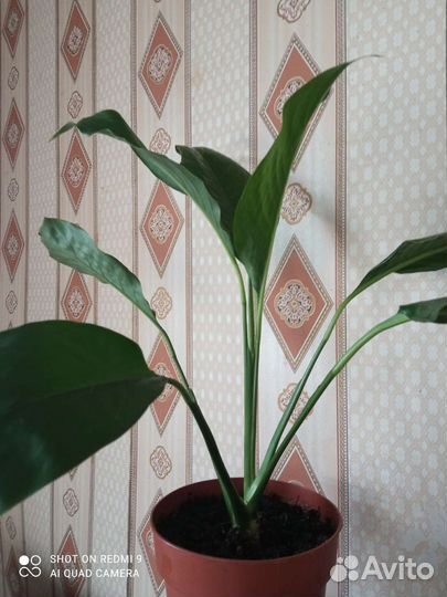 Комнатные цветы