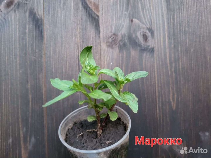 Сортовые мяты