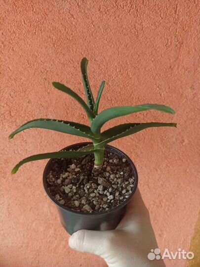 Крассула, гибискус, каланхое, алое, гастерия