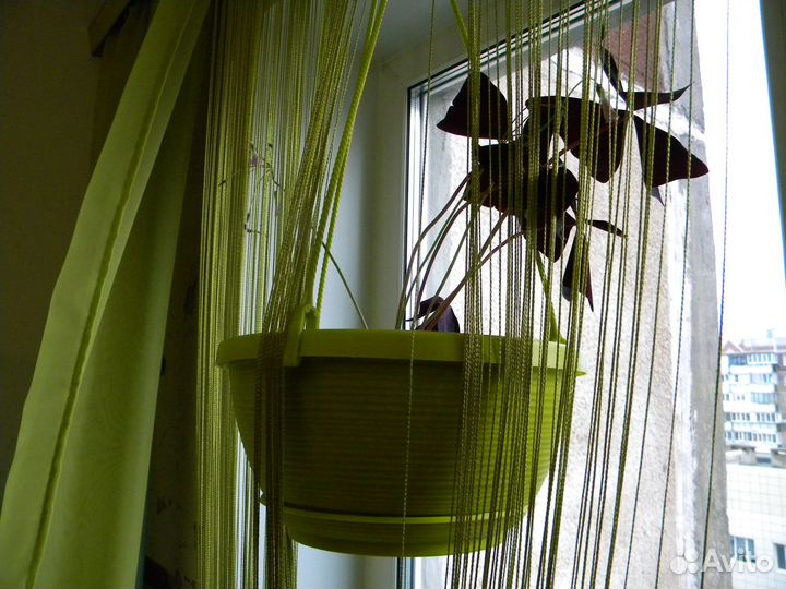 Оксалис (Кислица)