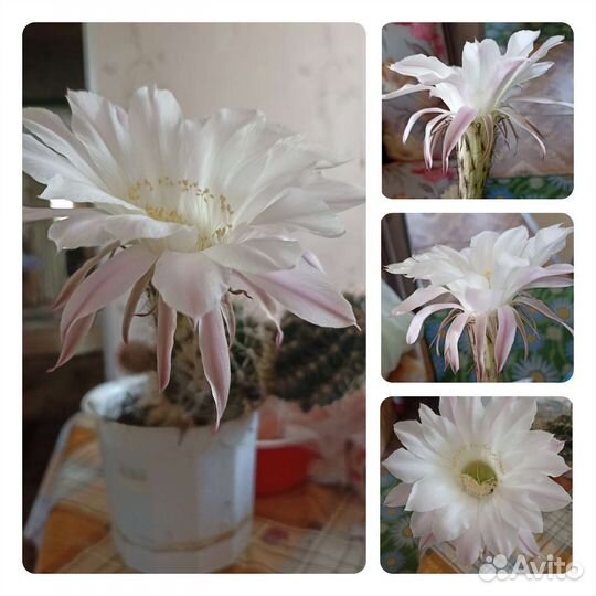 Кактусы цветущие