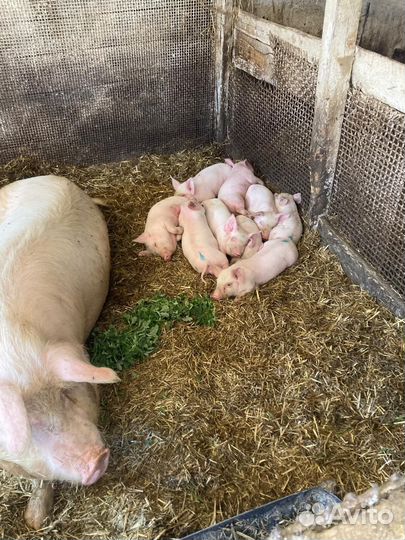 Поросята