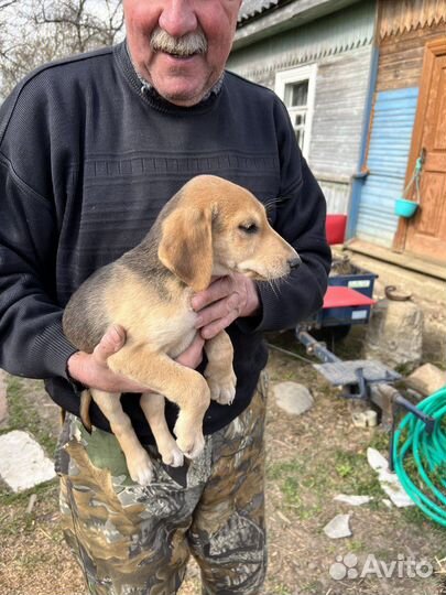 Русская гончая